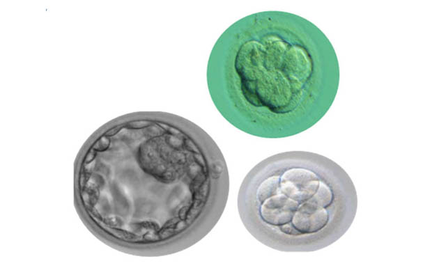 verificación de embriones