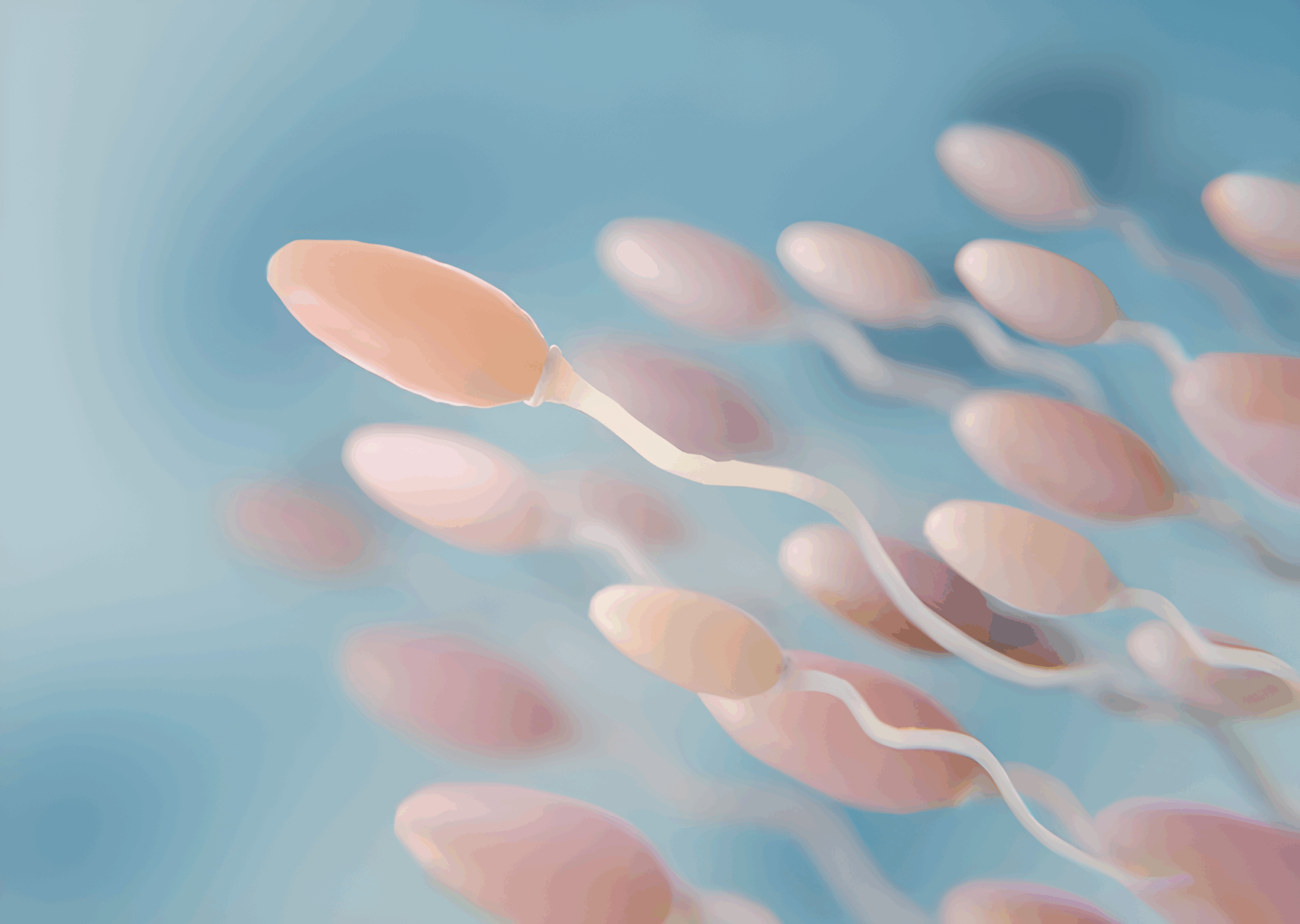 ¿Qué es un espermatograma?
