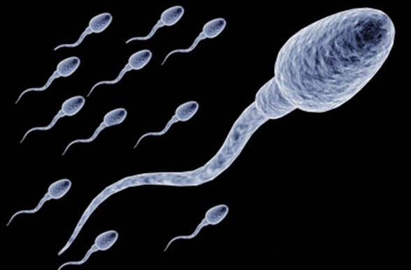 espermatozoides